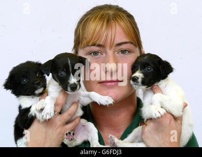 RSPCA find five puppies dumped Stock Photo