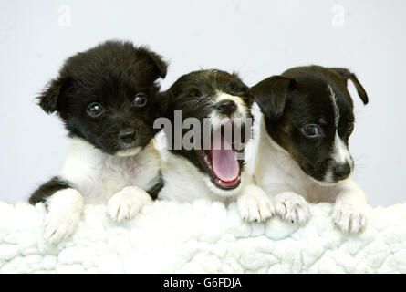 Three collie cross-bred puppies named (L-R) Nikki, Gareth and Sally, which were discovered in a litter of five dumped in a cardboard box on one of the hottest days of the year, the RSPCA said. Two of the abandoned cross-bred puppies, all about four weeks old, have since died after they were discovered by a woman walking her dog in a field in Leigh, Greater Manchester, on Tuesday.The remaining three are now recovering at Tyldesley Vets, Tyldesley, Greater Manchester.They have been named Gareth, Nikki and Sally after the vet and nurses who have been caring for them. Stock Photo