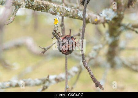 Closeup of a dried, dehumidified apple on a apple tree in the winter Stock Photo