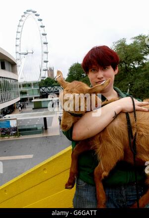 Michelle Frank the farmyard manager at Vauxhall City Farm, London, holds up Betty on the roof of The Queen Elizabeth Hall at the South Bank Center in London. Stock Photo