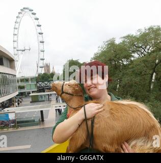 Michelle Frank the farmyard manager at Vauxhall City Farm, London, holds up Betty on the roof of The Queen Elizabeth Hall at the South Bank Center in London. Stock Photo