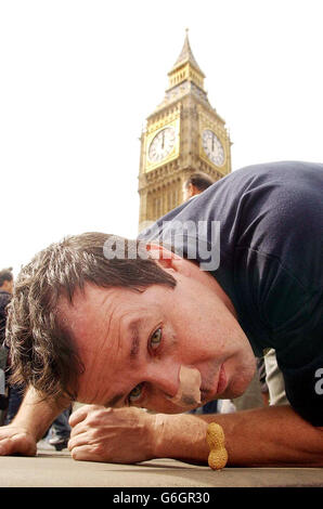 Mark McGowan, a 37-year-old artist from Peckham, south east London, on Westminster Bridge in the shadow of 'Big Ben' in London. A man protesting against student debt completed the bizarre stunt today of rolling a monkey nut seven miles to Downing Street using only his nose. Crawling on his hands and knees, Mr McGowan nudged the nut over a kerb and up the steps to the famous black door of Number 10. He began his journey at Goldsmiths College in south east London on September 1, and has covered around three-quarters of a mile per day, working in eight-hour bursts. Mr McGowan handed the nut over Stock Photo