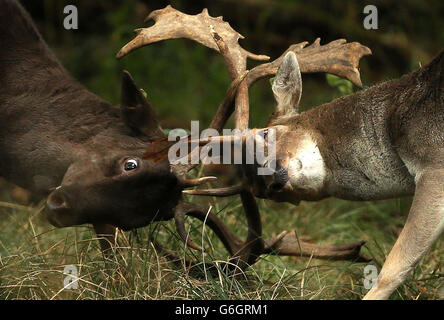 Fallow deer clash antlers during rutting season in Phoenix Park, Dublin. Stock Photo