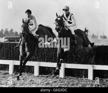Anne Duchess of Westminster's 'Arkle' (l) Pat Taaffe up, clearing a fence en route to winning the Cheltenham Gold Cup. Pictured right is second place 'Mill House' with G W Robinson up. Stock Photo