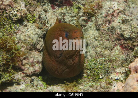 Head of a giant moray eel, Gymnothorax javanicus, underwater in the Pacific ocean, Huahine island, French Polynesia Stock Photo