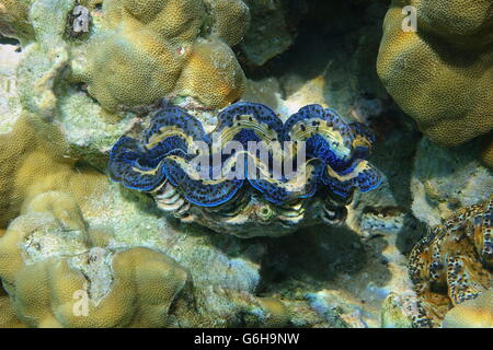 Underwater marine bivalve mollusk maxima clam, Tridacna maxima, Pacific ocean, Bora Bora, French Polynesia Stock Photo