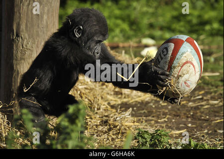 Gorillas with rugby balls Stock Photo