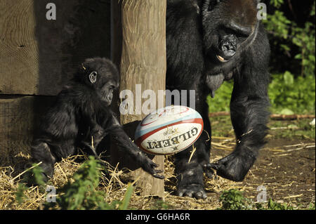 Gorillas with rugby balls Stock Photo