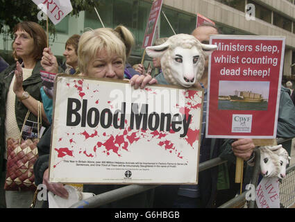 Protesters demonstrate against the export of live animals outside the Australian Embassy in The Strand, central London, as a row over 57,000 sheep being transported from Australia to the Middle East continued. Nearly 5,000 sheep have died on a cargo ship that has been stranded in the Persian Gulf for weeks while waiting for a country willing to take the animals. The Cormo express, carrying 57,000 sheep, left Australia on August 6 destined for Saudi Arabia, but Saudi authorities barred the ship from unloading, claiming that 6% of the sheep had a condition called scabby mouth. The sheep have Stock Photo