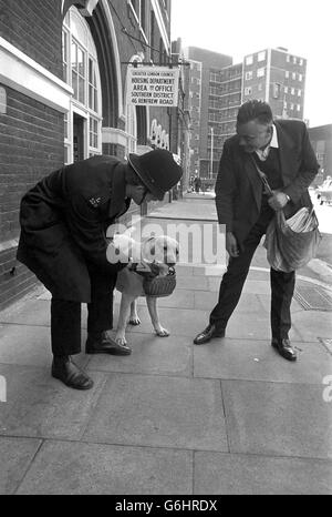 Sandy, a Labrador who carries shopping bags for his master, a local newsagent, and his customers, was caught up today in the tight security check at Lambeth Magistrates' Court, where 10 people accused of plotting explosions in London last month were appearing on remand. Stock Photo