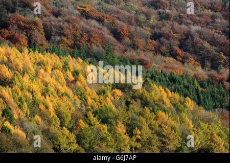 The trees surrounding Tintern Abbey in the Wye Valley showing their Autumn colours, as weather experts predict a cold spell of weather across the UK in the coming weeks. Stock Photo