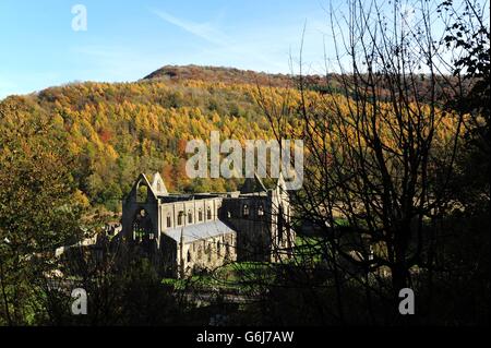 The trees surrounding Tintern Abbey in the Wye Valley showing their Autumn colours, as weather experts predict a cold spell of weather across the UK in the coming weeks. Stock Photo