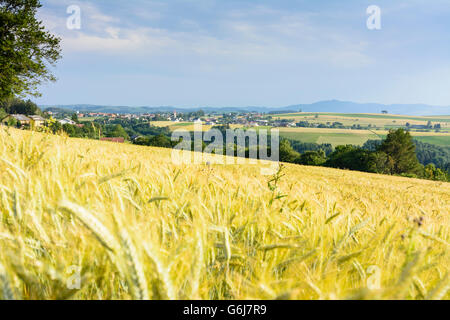 Bucklige Welt : View to Hochwolkersdorf and Wiesmath, rye field moved by wind, Hochwolkersdorf, Austria, Niederösterreich, Lower Stock Photo