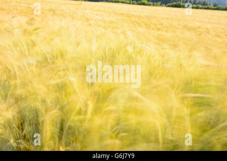 rye field moved by wind, Hochwolkersdorf, Austria, Niederösterreich, Lower Austria, Wiener Alpen, Alps Stock Photo