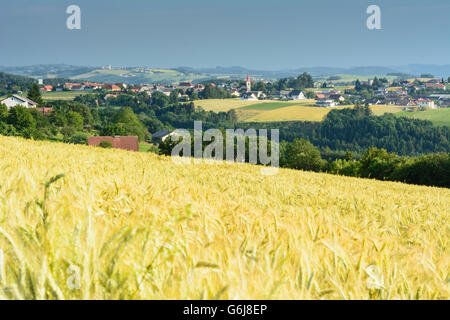 Bucklige Welt : View to Hochwolkersdorf and Wiesmath, rye field moved by wind, Hochwolkersdorf, Austria, Niederösterreich, Lower Stock Photo