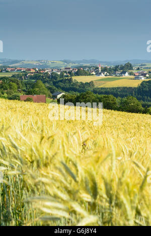 Bucklige Welt : View to Hochwolkersdorf and Wiesmath, rye field moved by wind, Hochwolkersdorf, Austria, Niederösterreich, Lower Stock Photo