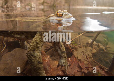 common toad, underwater, Germany / (Bufo bufo) Stock Photo