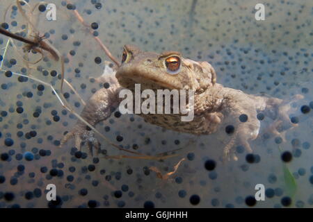 common toad, underwater, spawn, Germany / (Bufo bufo) Stock Photo