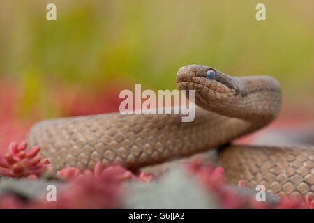 smooth snake, Germany / (Coronella austriaca) Stock Photo