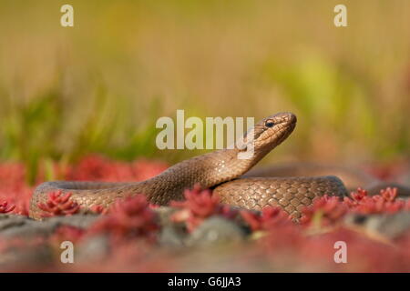 smooth snake, Germany / (Coronella austriaca) Stock Photo