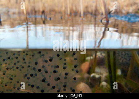 common frog, spawn, Germany / (Rana temporaria) Stock Photo