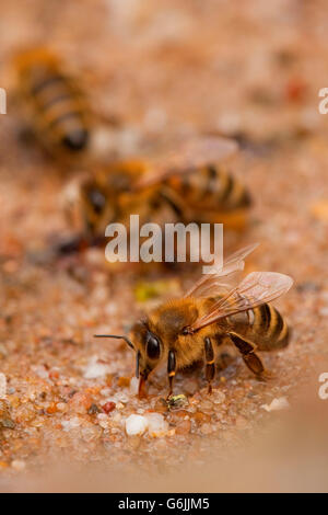 European honey bee, drinking, Germany / (Apis mellifera) Stock Photo