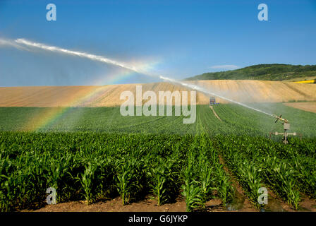 Sprinkler installation in a field of maize, Limagne, Auvergne, France, Europe Stock Photo