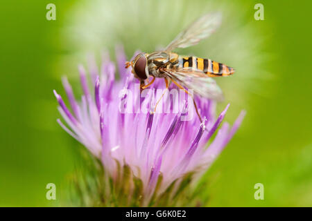Marmalade hoverfly (Episyrphus balteatus) collecting nectar from the flower of the Meadow thistle (Cirsium dissectum) Stock Photo