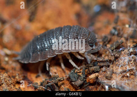 Rough woodlouse (Porcellio scaber). Terrestrial crustacean in the familiy Porcellionidae, on bark with spider's web Stock Photo