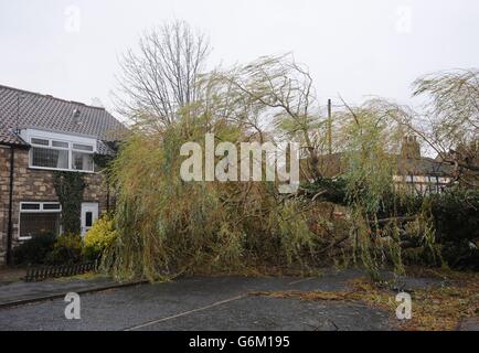 A willow tree blocks the road where it has blown down narrowly missing ...