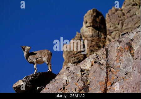 Bharal or blue sheep Pseudois nayaur in Rumbak Valley in Ladakh India. Hemis High Altitude National Park. Stock Photo