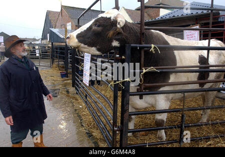 The Colonel, a huge 8-year-old Simmental Holstein steer, with his owner Arthur Duckett at Alstone Wildlife Park, Highbridge, Somerset. The animal, who has been estimated as weighing the same as the entire Rugby World Cup-winning team and being capapble of producing around 10,000 quarter-pounders, is in a 'Guess the Weight' competition to raise money for the charity Cancer Research (UK), with the result being announced later today. Stock Photo