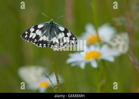marbled white, ox-eye daisy, Germany / (Melanargia galathea)(Leucanthemum vulgare) Stock Photo