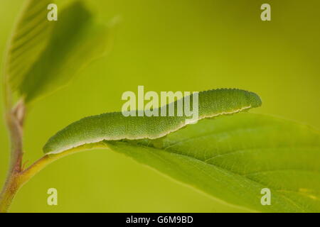 Common Brimstone, caterpillar, Germany / (Gonepteryx rhamni) Stock Photo