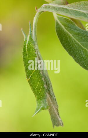 Purple Emperor, Caterpillar, Germany / (Apatura iris) Stock Photo