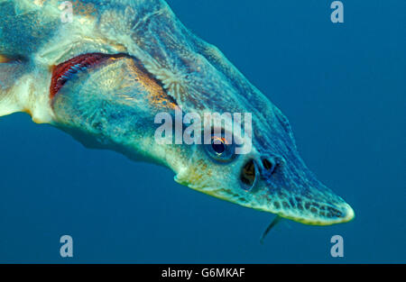 Siberian sturgeon / (Acipenser baerii) Stock Photo