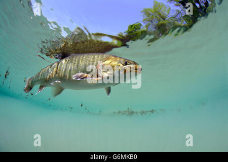 Arctic char, Baden-Wurttemberg, Germany / (Salvelinus alpinus) Stock Photo