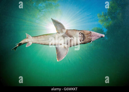 Siberian Sturgeon, Baden-Wurttemberg, Germany / (Acipenser baeri) Stock Photo