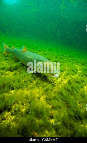Danube salmon, Hucho hucho, salzkammergut, Austria Stock Photo