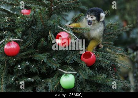Monkey at London Zoo. A squirrel monkey consumes a meal of waxworms and sultanas from Christmas tree baubles at ZSL London Zoo. Stock Photo