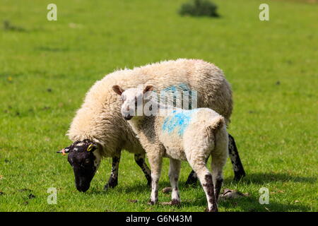 Mother sheep with a young lamb standing in a field Stock Photo - Alamy