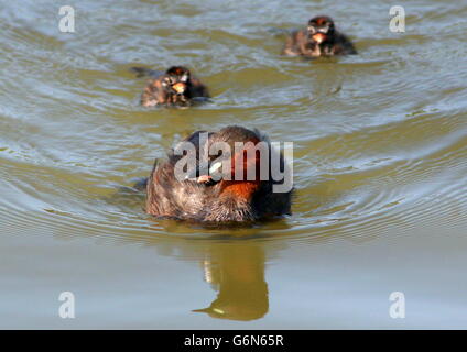 Mature Eurasian Little Grebe (Tachybaptus ruficollis) with two young chicks swimming next to her, another baby riding piggy back Stock Photo