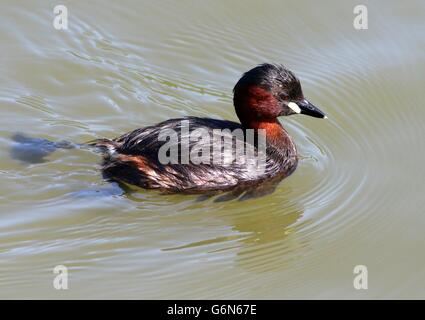 Mature Eurasian Little Grebe (Tachybaptus ruficollis) swimming at close range Stock Photo