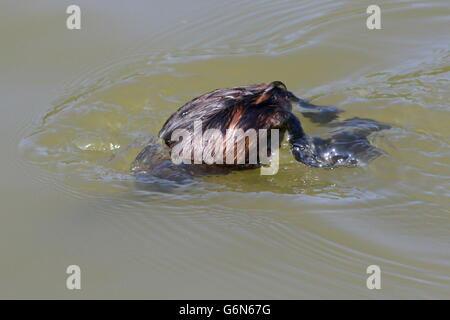 Mature Eurasian Little Grebe (Tachybaptus ruficollis) diving under while hunting for tadpoles (series) Stock Photo