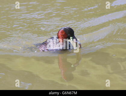 Mature Eurasian Little Grebe (Tachybaptus ruficollis) Stock Photo