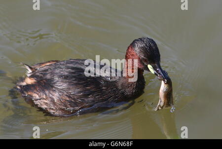 Mature Eurasian Little Grebe (Tachybaptus ruficollis) caught a tadpole Stock Photo