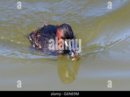 Closeup of a Mature Eurasian Little Grebe (Tachybaptus ruficollis) capturing a tadpole Stock Photo