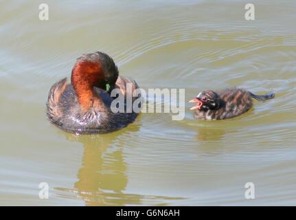 Mature Eurasian Little Grebe (Tachybaptus ruficollis) with a hungry unfledged baby grebelet Stock Photo