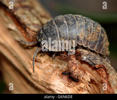 Armadillidium depressum woodlouse. Terrestrial crustacean in the familiy Armadillidiidae, walking over wood Stock Photo