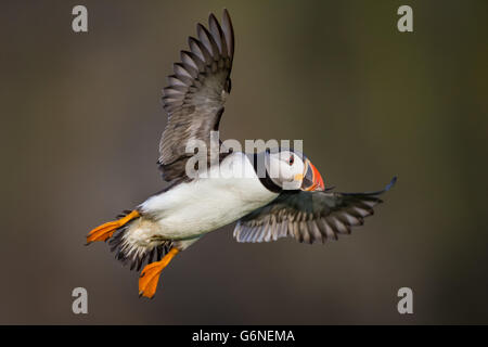 Atlantic Puffin ( Fratercula arctica) coming into land with at the Wick, Skomer Island, Pembrokeshire Stock Photo